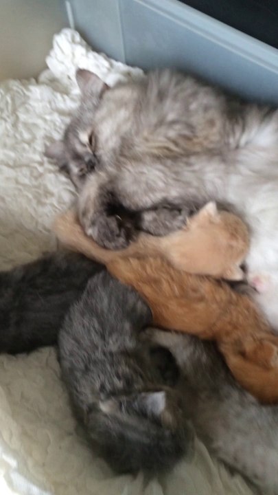 Portée chatons persans de 2 semaines avec leur mère