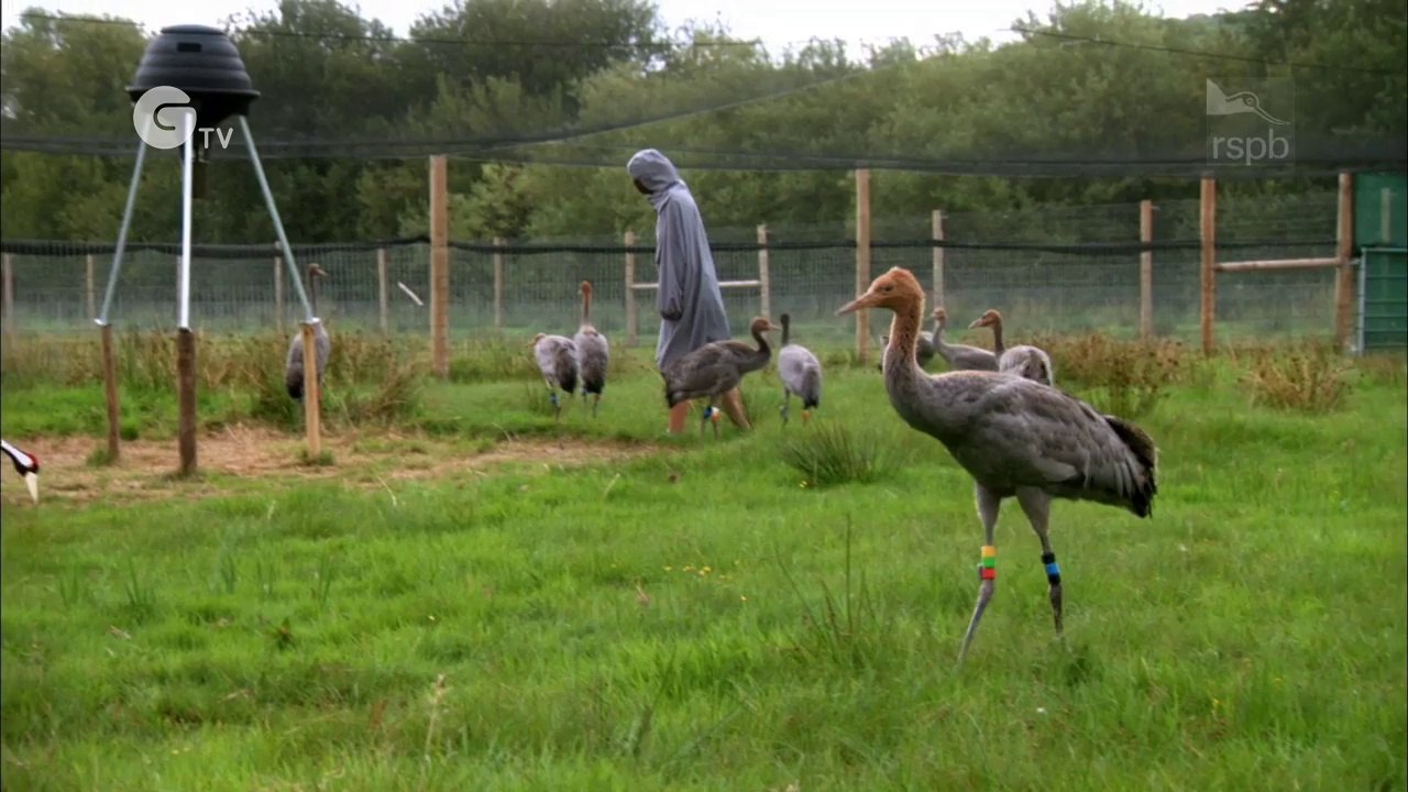 Return of the Cranes