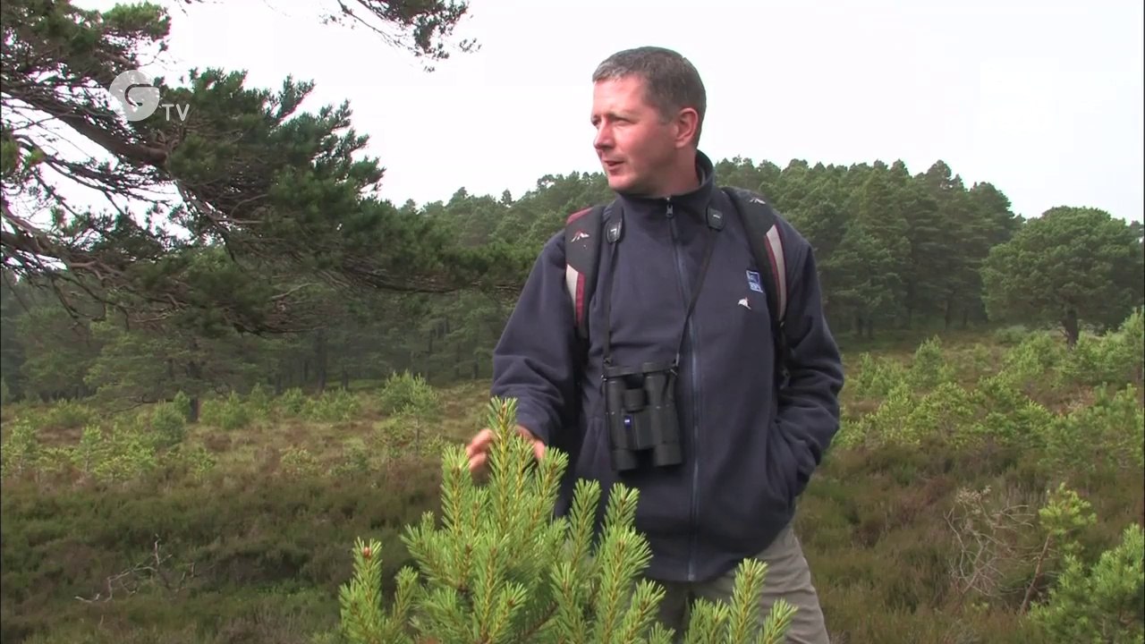 Caledonian Forest