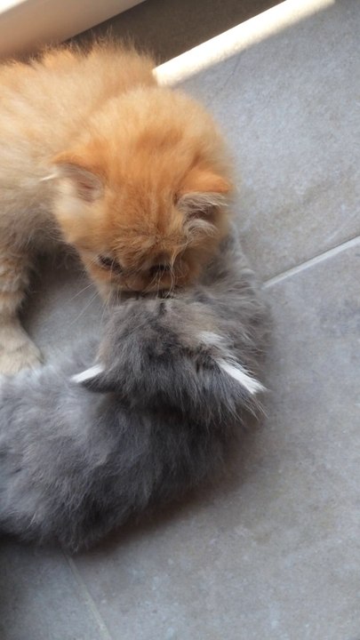 Juju et Caramel  : chatons persans à 6 semaines