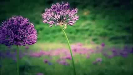 Fakher & Rewar - Kurdistan ( 2014 ) HD