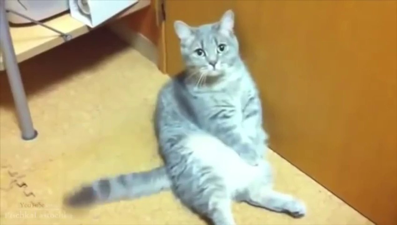 Funny Cats Compilation   Cute Cats