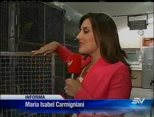 Rescatan en pésimas condiciones a olinguito tratado como mascota