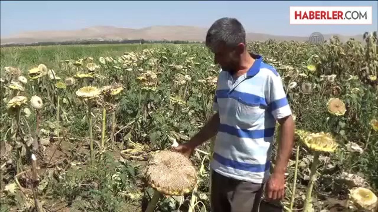 Elbistan'da ayçiceği hasadı