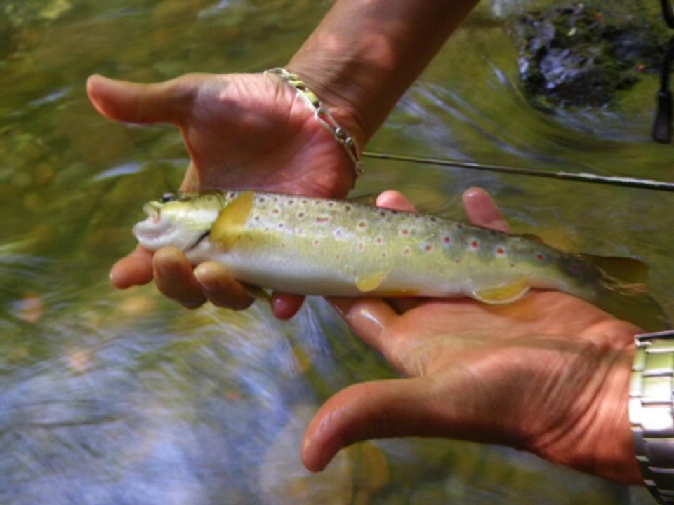 peche a la mouche Pyrénées Aout 2014