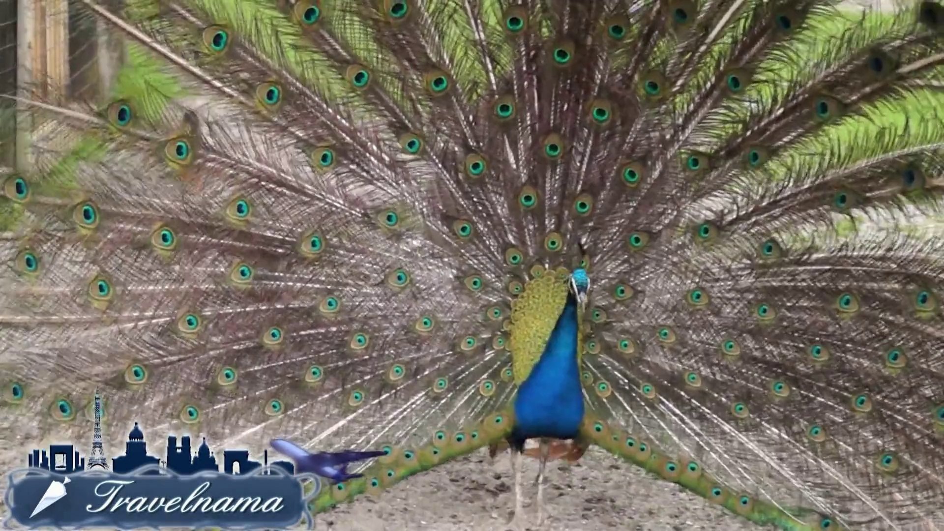 Peacock Courting Ritual in Rotterdam