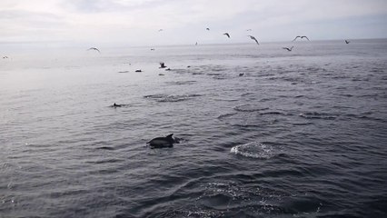 Dauphins - Hoëdic - 24.08.2014