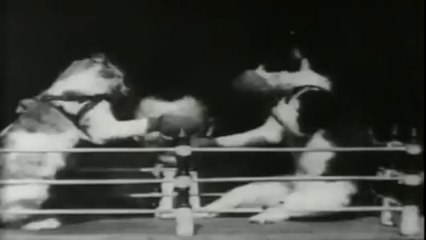 1894 - The Boxing Cats (Prof. Welton's)