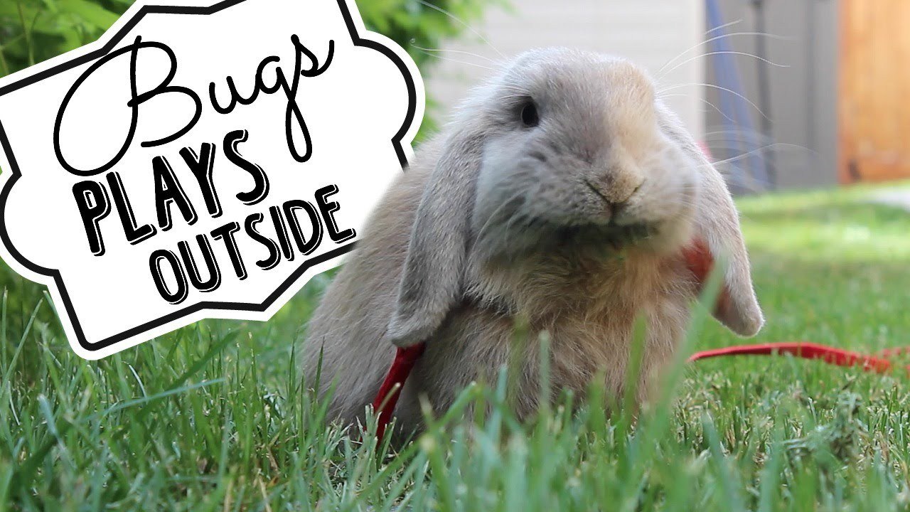 Bugs Plays Outside!