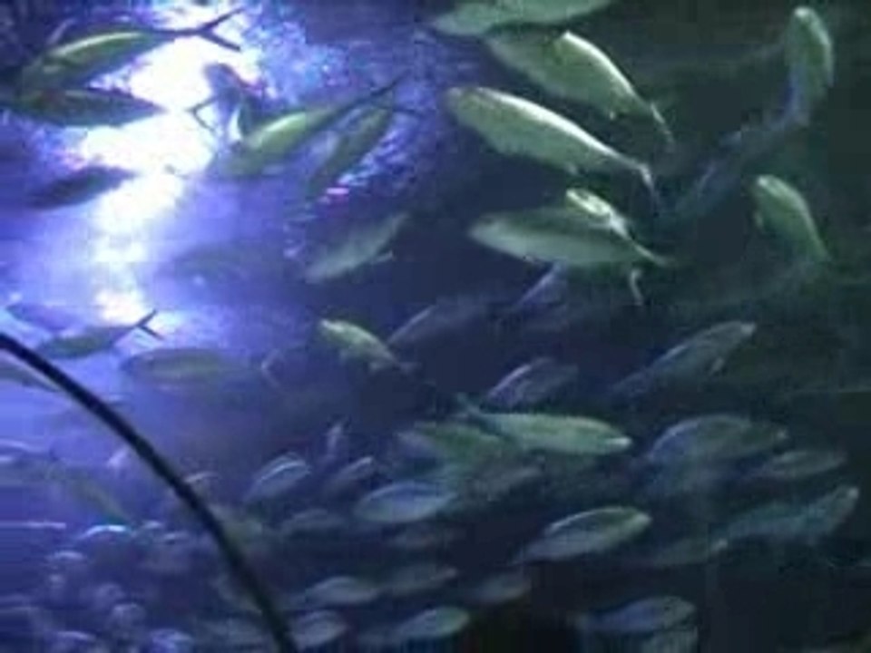 Aquarium de Valence : les tunnels