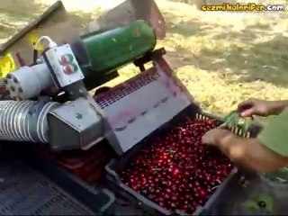 Hipnoz Eden Kiraz Toplama Makinası