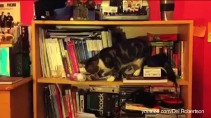 Compilation of Cats Knocking Out the Stuff