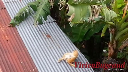 Funny Videos - Funny Cats - Funny Vines - Funny Fails Cats - Best Funny Videos 2014 #5