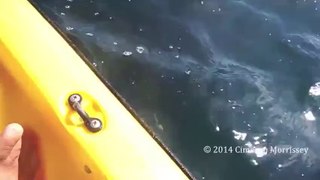 Whale nearly high fives kayaker in the face