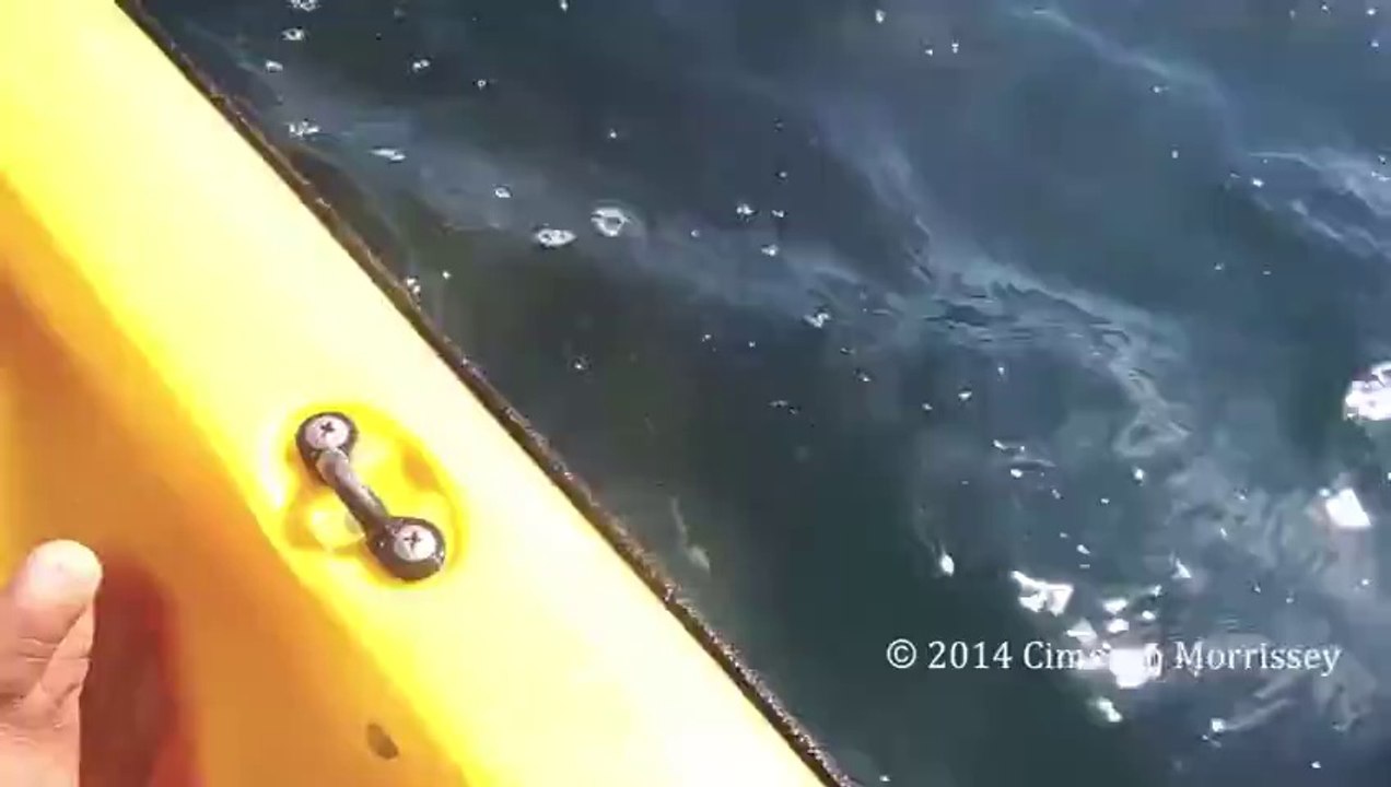 Whale nearly high fives kayaker in the face