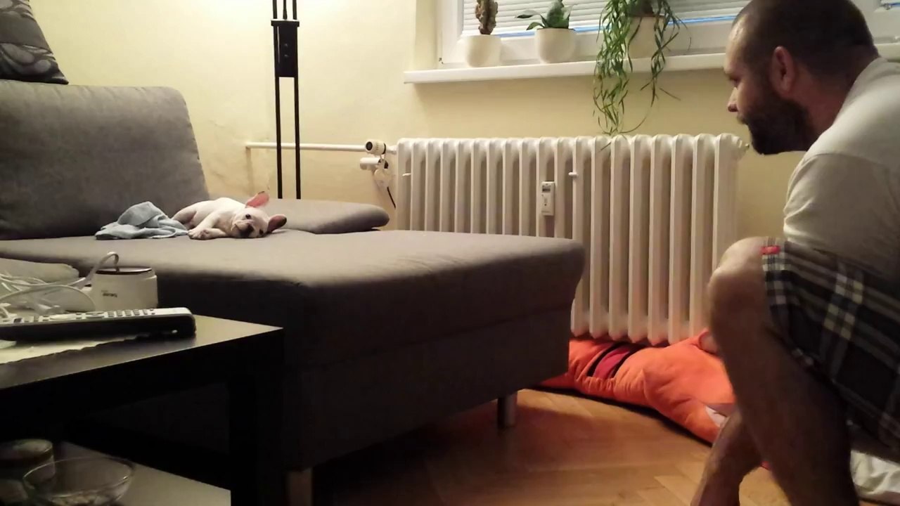 ROCKY the French Bulldog puppy jumping