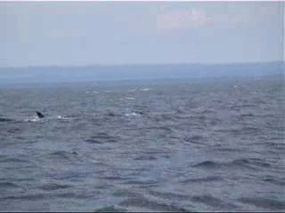 Les baleines du Saint-Laurent