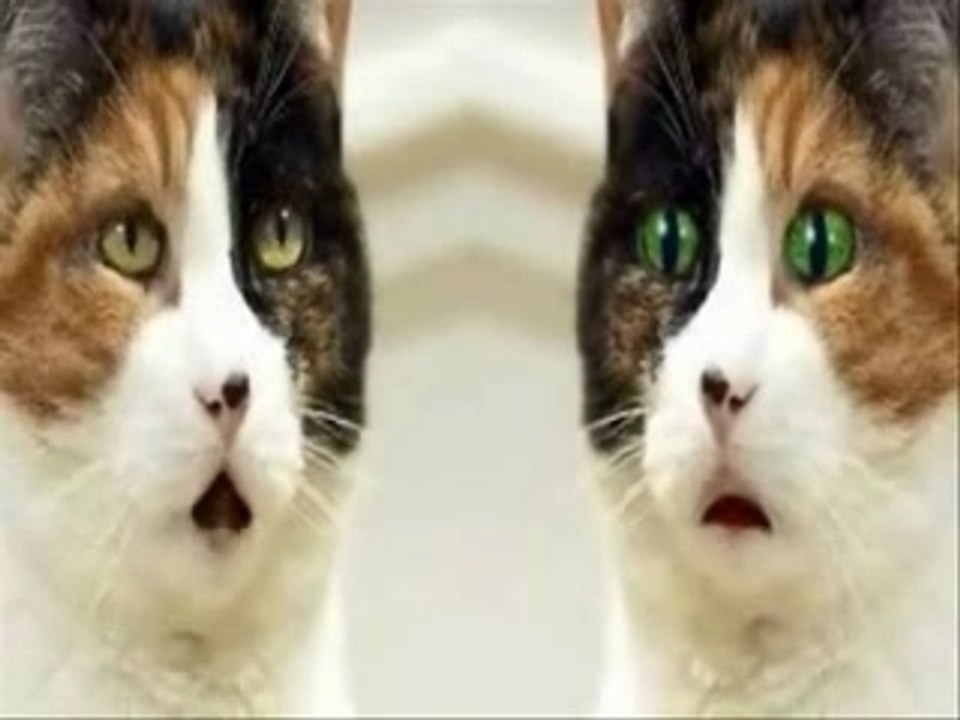cats in love