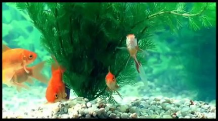 Um Belo Dia, Um Cabeleireiro - 2004