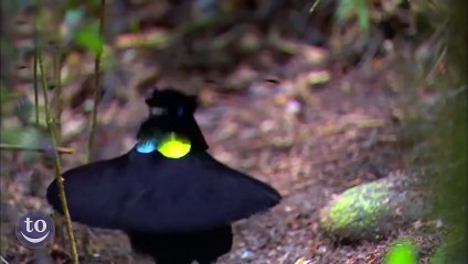 Compilation : Animaux dansant sur la musique "Push it" de Salt-n-Pepa