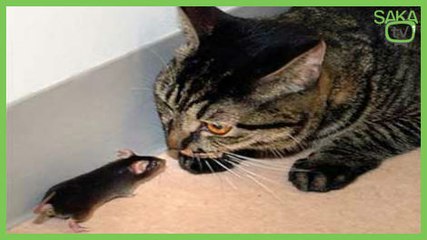 Kediye Meydan Okuyan Fare