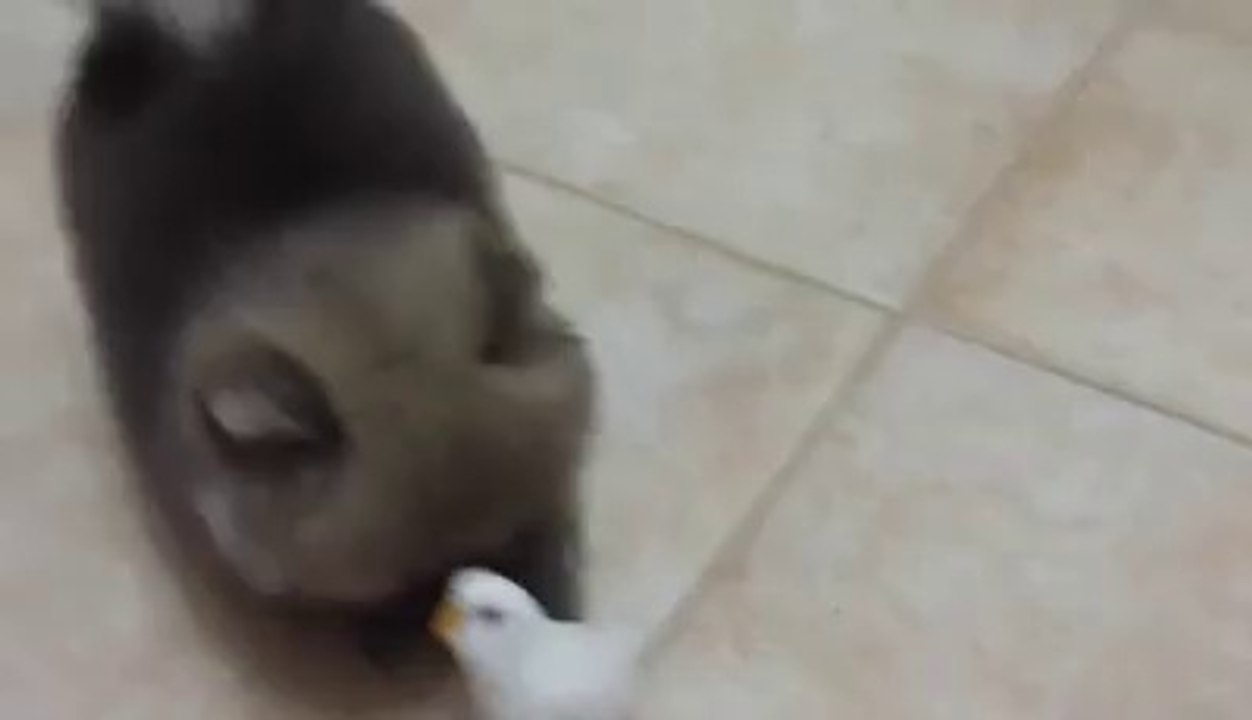SEVİMLİLİĞE BAKAR MISINIZ