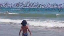 Thousands of pelicans diving in the ocean. Impressive...