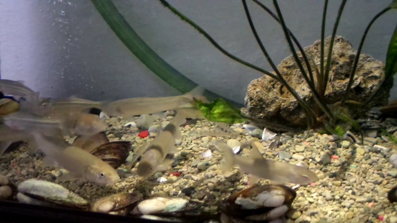 Noktalı İnci Balığı ve Kaya Balığı  Dere Balıkları