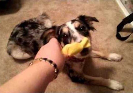 Dog Gets Infinite Treats