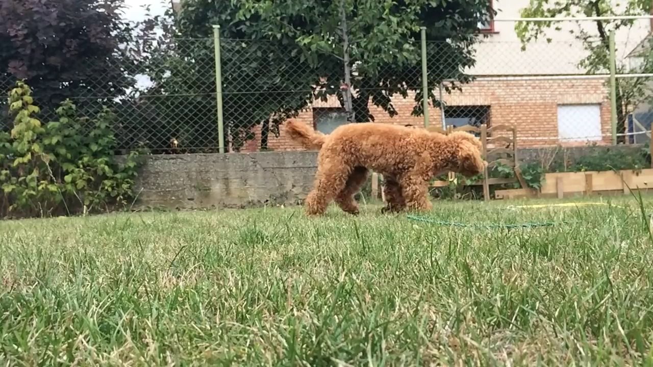 Yoko exploring the garden