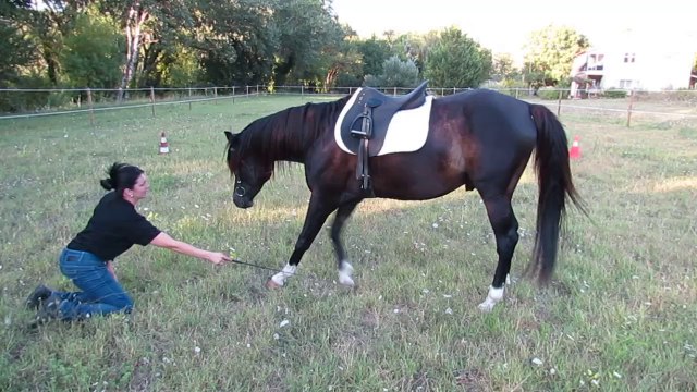 CW RIH CAMPO PUR SANG ARABE