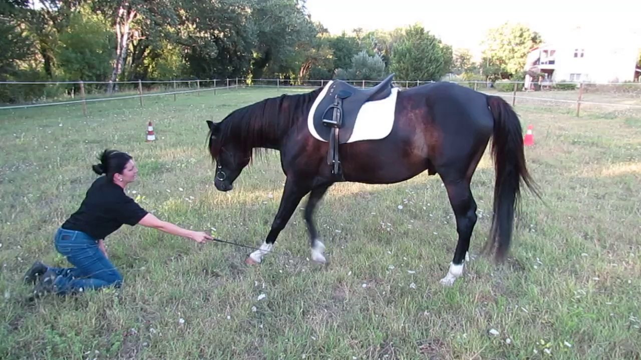 CW RIH CAMPO PUR SANG ARABE