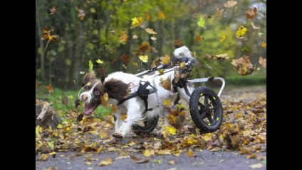 Funniest Animal Pictures Ever