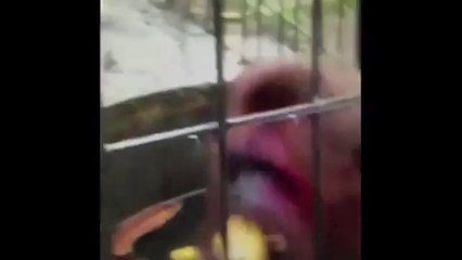 Funniest ANIMAL Vine Videos of 2013! Cute Funny Vine Compilation]