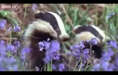 Funny Animal Voiceovers