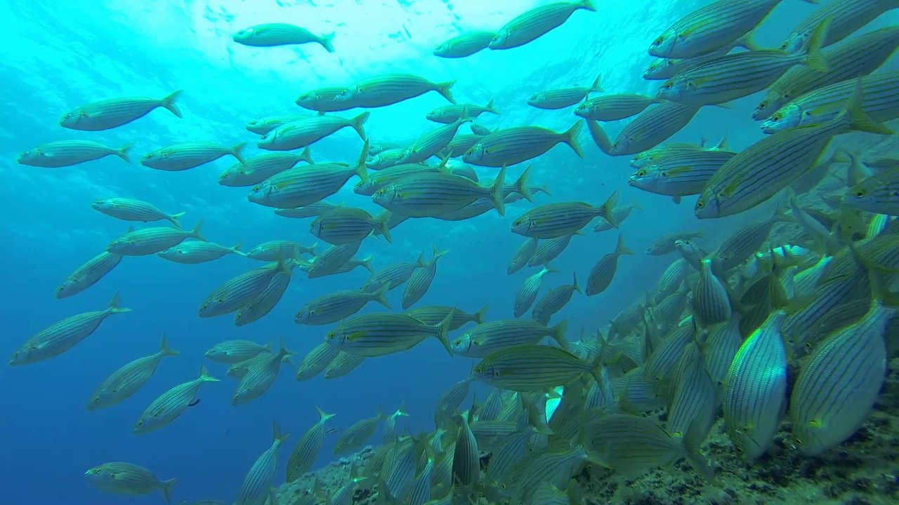 Plongée aux moyades - 22-08-14