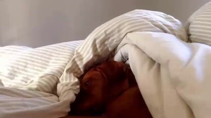 Lazy Vizsla really doesn't like mornings.