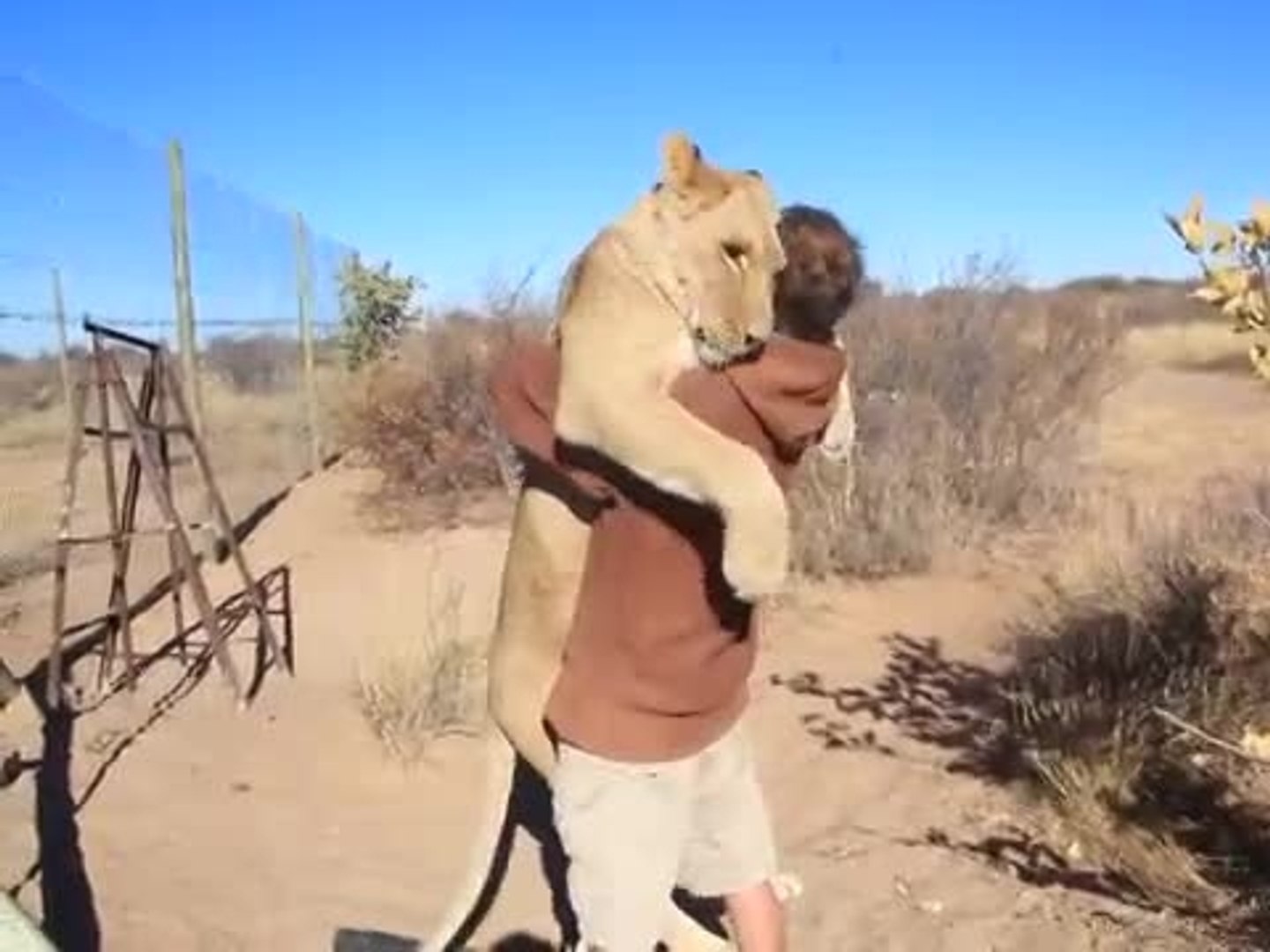 Un lion fait un câlin à un homme - Vidéo Dailymotion