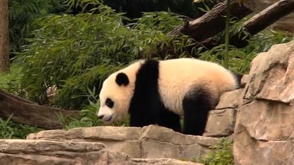 Panda Bao Bao turns 1 at National Zoo
