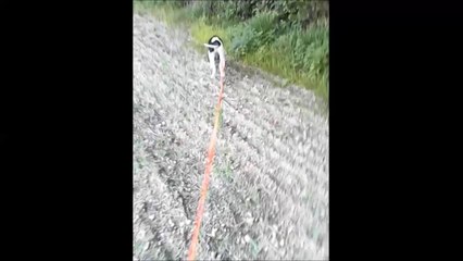 jino 4 mois pied artificiel sanglier