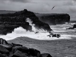 The Screeching Miew - A1/ Birds From The Shore