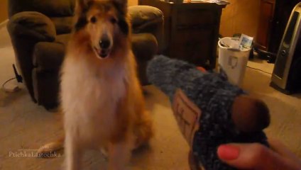 Funny Animals Playing Dead Compilation 2014