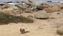 California Ground Squirrel at beach in Pacific Grove, CA