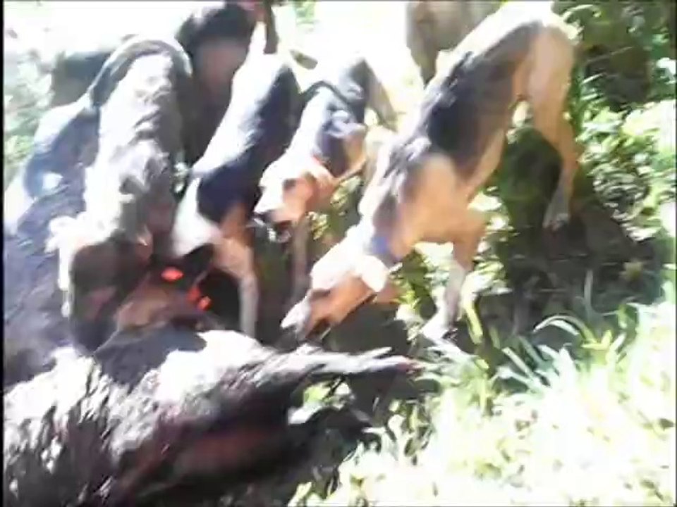 video 5