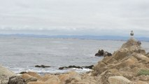 Sea gulls in Pacific Grove California