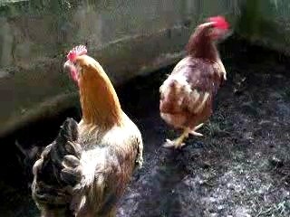 mes poules