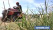 Les tracteurs-tondeuses font la course à Bagnols-en-forêt