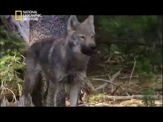 وثائقي _ وادي الذئاب