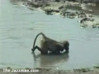 Baby Baboon Performs Swan Lake