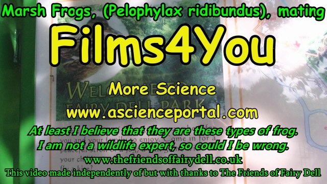 Marsh Frogs mating, Pelophylax ridibundus mating. Froggie Went A Courtin'